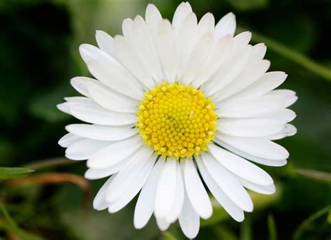 50 Flower Meanings That May Surprise You