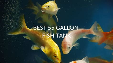 Best 55 Gallon Fish Tank