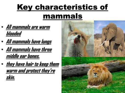 PPT - mammals PowerPoint Presentation, free download - ID:3021141