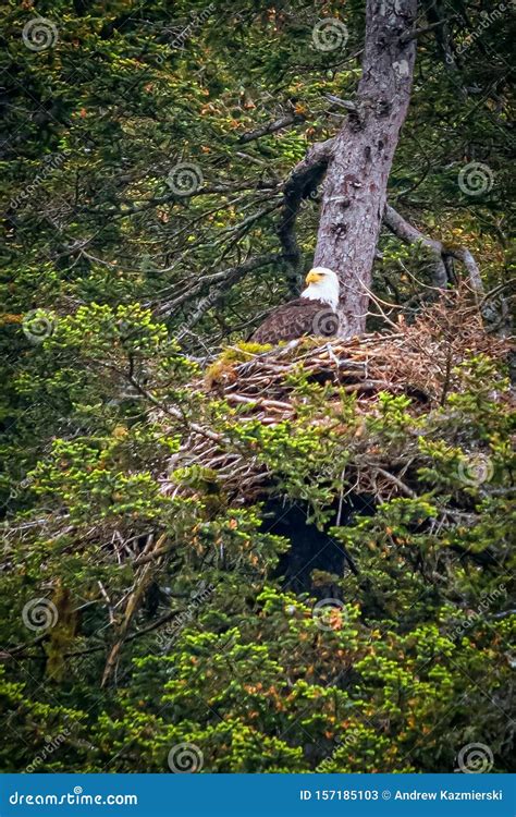 Golden Eagle in Nest stock image. Image of tree, wildlife - 157185103