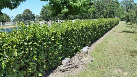 Viburnum Odoratissimum - DIY