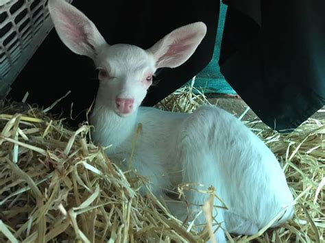 Rare albino fawn rescued by kindly truck driver - Pet Rescue Report