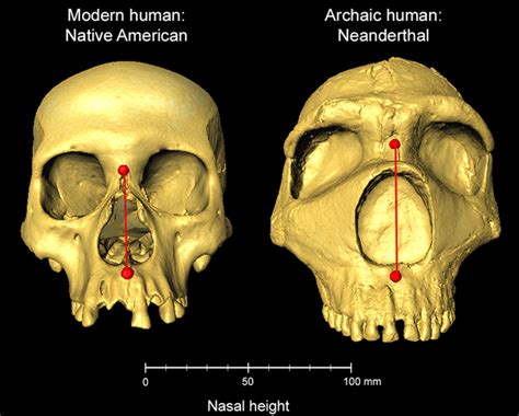 Your Big Nose Might Be The Result of an Ancient Affair With a ...