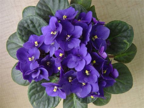 african-violet-flower-meaning – Rowayton Gardeners