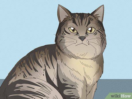 How to Tell if Your Cat Is Mixed with Bobcat: Signs to Look For