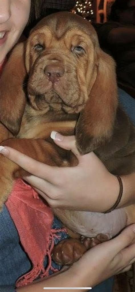 Bloodhound Dog Names | Popular Male and Female Names | Wag!