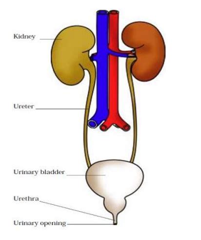 Excretory System Diagram Labeled