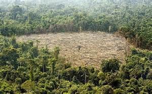 Effects of Deforestation in Brazil