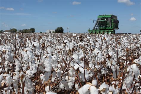 Central Texas cotton harvest progresses - Texas Farm Bureau