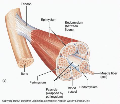 Diagram Of A Typical Muscle Fibre Gallery Muscle Fiber Image Unlabeled Human Anatomy Diagram Gif ...