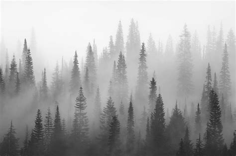 Misty forest black and white Wall mural | Misty forest, Black, white wallpaper, White wallpaper