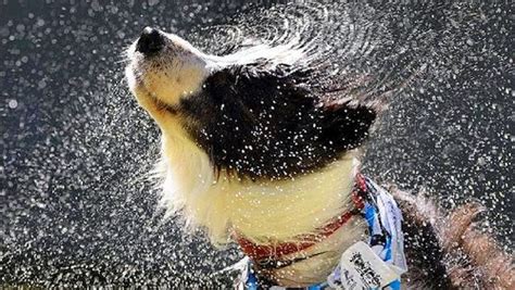 #995 Dog shaking off water is hysterical...and amazing - 1K Smiles