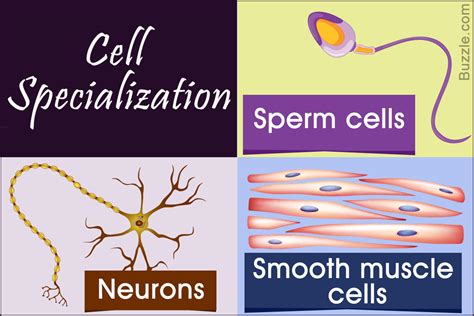 Cell Specialization Explained with Examples - Biology Wise