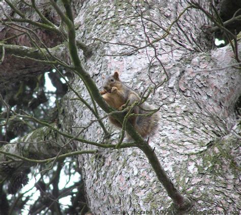 Information about "tree_squirrel_b.jpg" on squirrels - Davis - LocalWiki