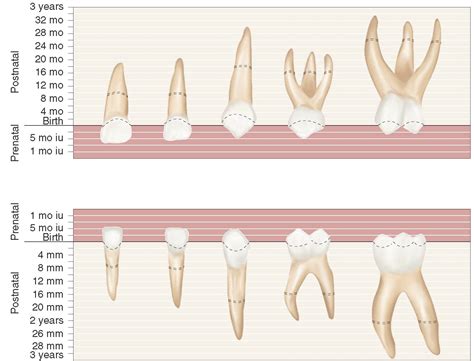 The Primary (Deciduous) Teeth (Dental Anatomy, Physiology and Occlusion) Part 1