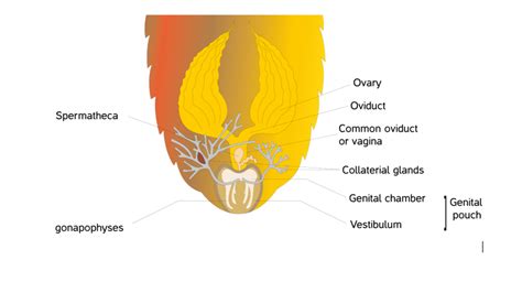 Reproductive System of Cockroach