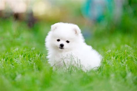 Cute White Pomeranian