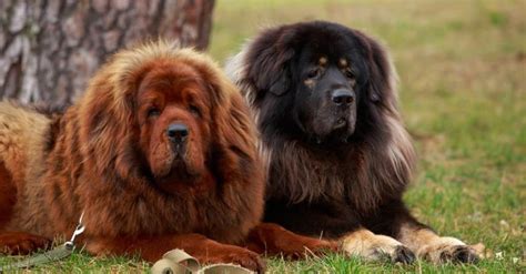 Caucasian Shepherd Vs Tibetan Mastiff: Are They Different? - IMP WORLD