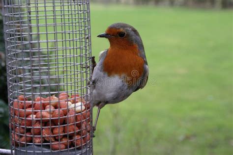 Robin stock image. Image of robin, feeder, feeding, breast - 49137511