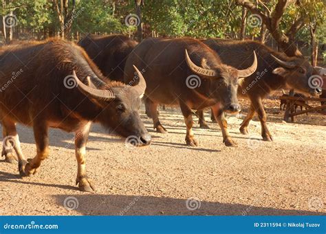 Oxen stock photo. Image of agriculture, brown, detail - 2311594