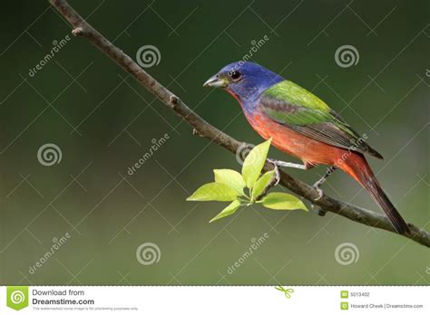 Painted Bunting (male) stock photo. Image of distinctive - 5013402