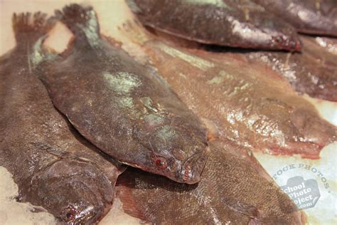 Fish, FREE Stock Photo, Image, Picture: Flounder Fish, Royalty-Free Seafood Stock Photography