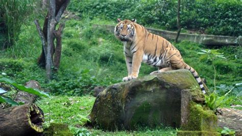 Harimau Jawa Disebut Bangkit Kembali dari Kepunahan, Ini Kata LIPI ...