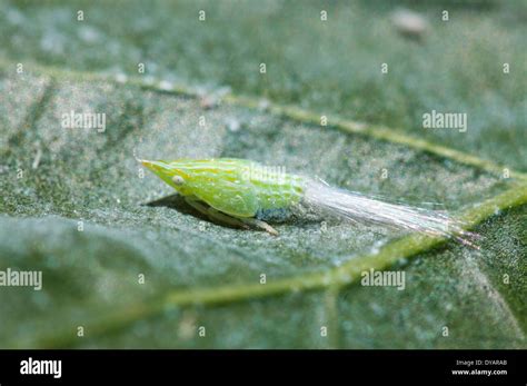 Flatid Planthopper nymph on leaf, New South Wales, Australia Stock ...