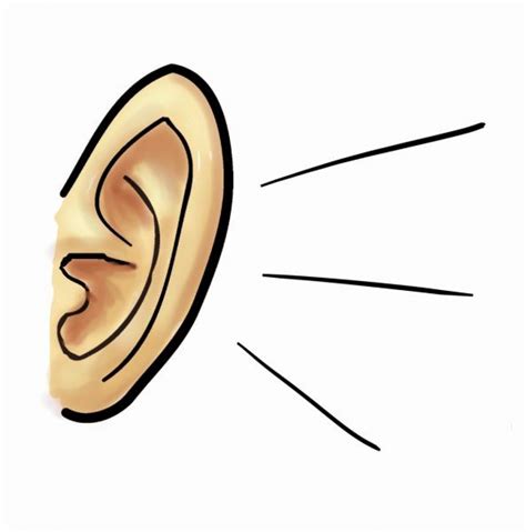 Collection of Ear clipart | Free download best Ear clipart on ClipArtMag.com