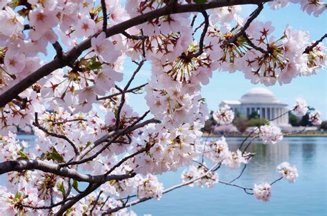 How to See the Washington DC Cherry Blossoms Safely in 2021