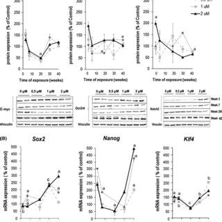 Morphology and proliferation changes observed in MEF cells chronically... | Download Scientific ...