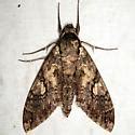 Giant Sphinx Moth - Cocytius antaeus - BugGuide.Net