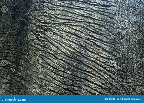 Dinosaur Skin Texture Royalty-Free Stock Photography | CartoonDealer ...