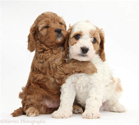 Dogs: Cute Cavapoo puppies hugging photo WP39610