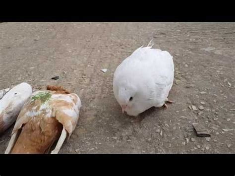 Symptoms Newcastle disease Of pigeons (intestinal ) PARAMYXOVIRUS PMV symptoms - YouTube