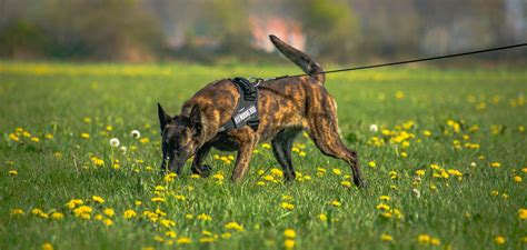 What Are The Best Sniffer Dog Breeds ? K10 Workingdogs Holland