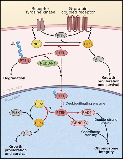 PTEN Enters the Nuclear Age: Cell