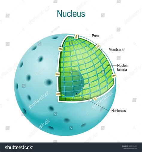 Structure of Nucleus. parts of the cell nucleus: Nuclear lamina, and ...