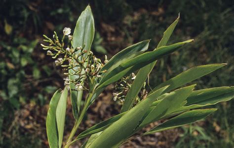 Alpinia caerulea | Australian Plants Society