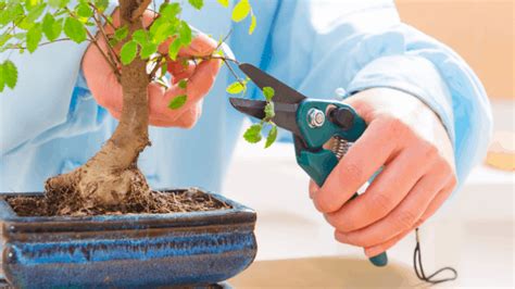 Bonsai Tree Care – The Complete #1 Guide