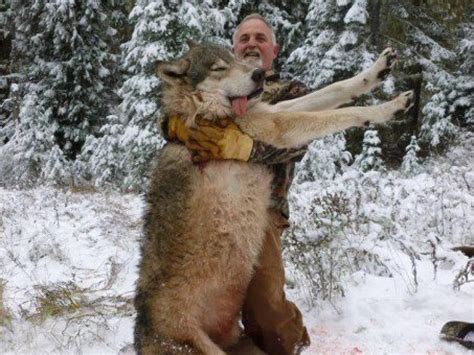 Worlds Largest Wolf Ever Recorded