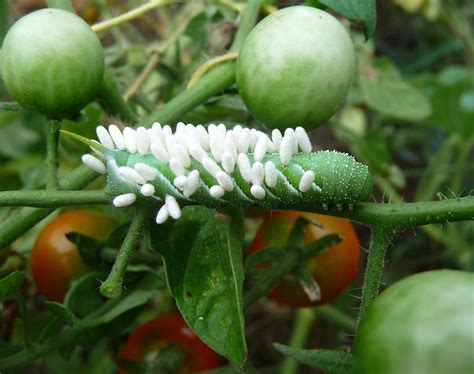 Moths in Our Gardens: Five-spotted hawkmoth (tomato hornworm) | National Moth Week