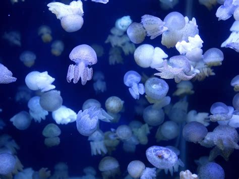 Moon jellyfish swim at Vinpearl City Times Aquarium in Hanoi on Dec. 30. The new aquarium ...