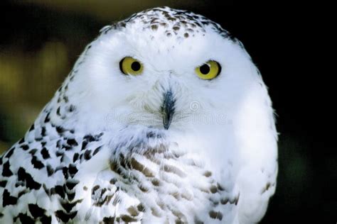 Germany, Hellenthal, Snowy Owl, Close-up Stock Image - Image of birds, snowy: 50486593