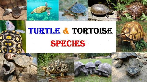 All Turtle Species - All Tortoise Species - Types Of Turtle - Types Of ...