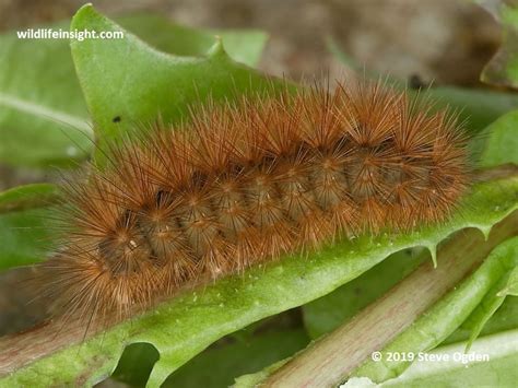 The Muslin Moth and caterpillar (Diaphora mendica) | Wildlife Insight