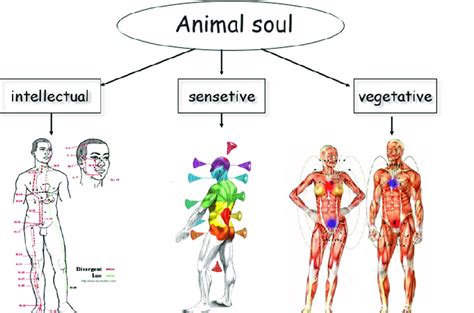 Three types of the animal soul. | Download Scientific Diagram