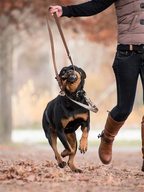 Rottweiler Training, Temperament, & Health | TrainPetDog