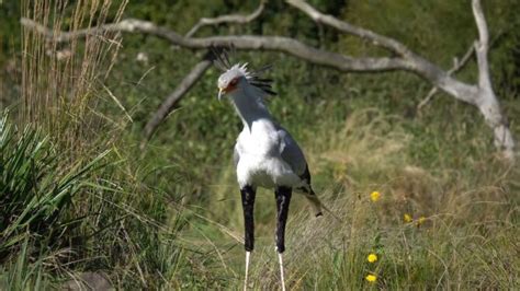 Top 20 Strongest Animals In The World: Nature's Champions