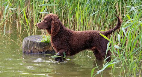 5 Things to Know About American Water Spaniels - Petful